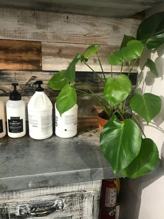 https://cdn.salonspotlight.com/photos/F5o17hnnW2Ydt2BW99cJ/d14af685-06ce-478e-b550-c878f6dbf2c9_720x720