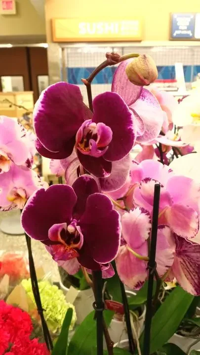 https://cdn.salonspotlight.com/photos/RapNTDKJFuAQVnQi5wXY/e9ae86fe-2c21-466f-8be5-c5e0de016e13_720x720