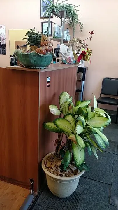 https://cdn.salonspotlight.com/photos/Vz4eo8F8JzFZ3rZZnJyD/f7ca564c-1d01-4bb4-a847-b807ec30d784_720x720